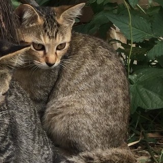 ♪元気なキジトラ猫♪