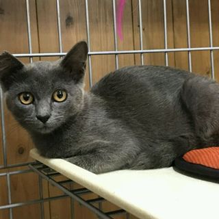 この子と共に暮らして下さるご家族に！