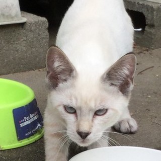 ☆彡ブルーアイ シャム猫風トラ 男の子a☆彡