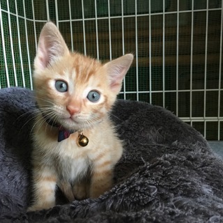 兄弟2匹 決定！