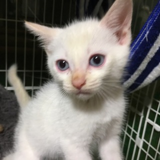 兄弟2匹 決定しました