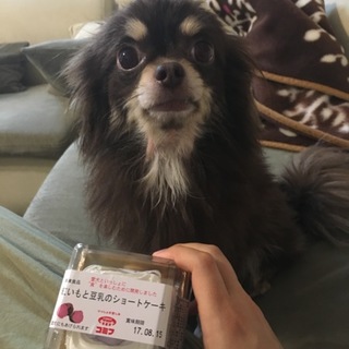 チワワ里親募集(一旦募集ストップします)