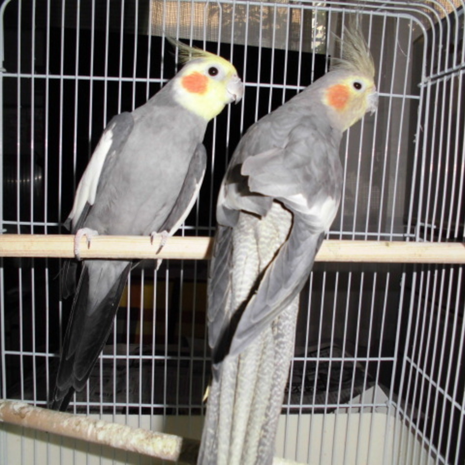 ロロのカバー写真