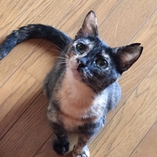 可愛いサビ柄の女の子