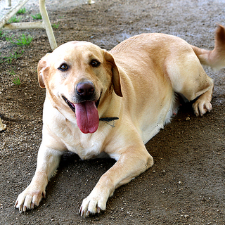 人が大好きで 甘えんぼ 番犬には不向き イエロー