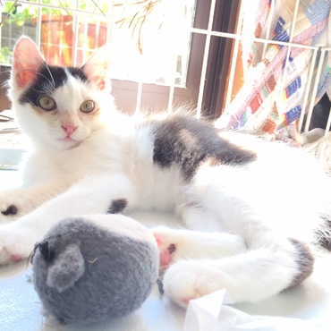 ウシオン(仮)の写真