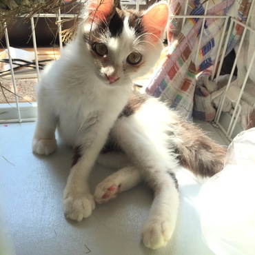 ウシオン(仮)の写真