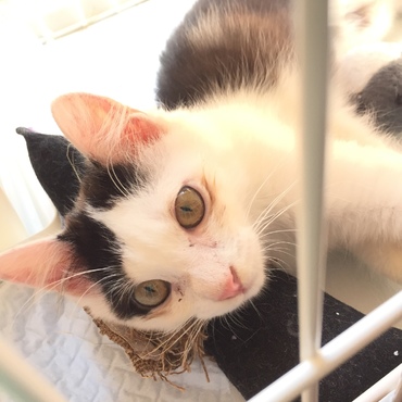 ウシオン(仮)の写真