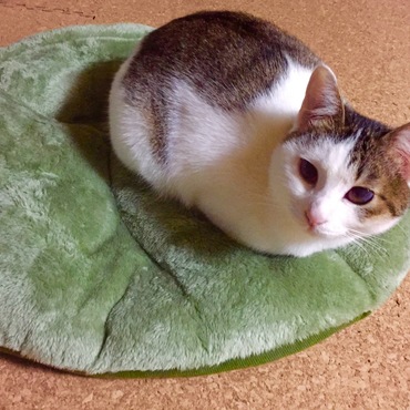 【仮】チャロ  からチャロにの写真