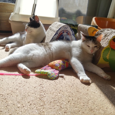 【仮】チャロ  からチャロにの写真