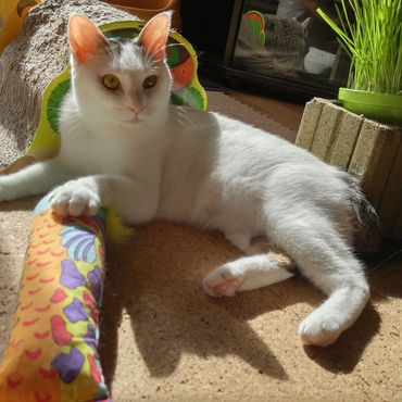 【仮】キョジの写真