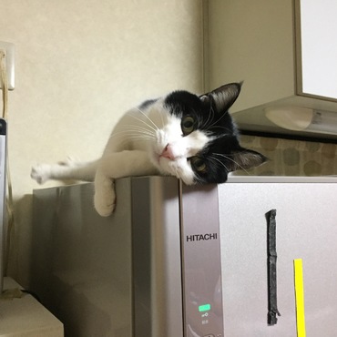 オッタマの写真