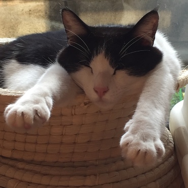 オッタマの写真