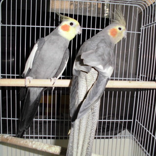 ロロを生涯可愛がってくださる方を探しています。