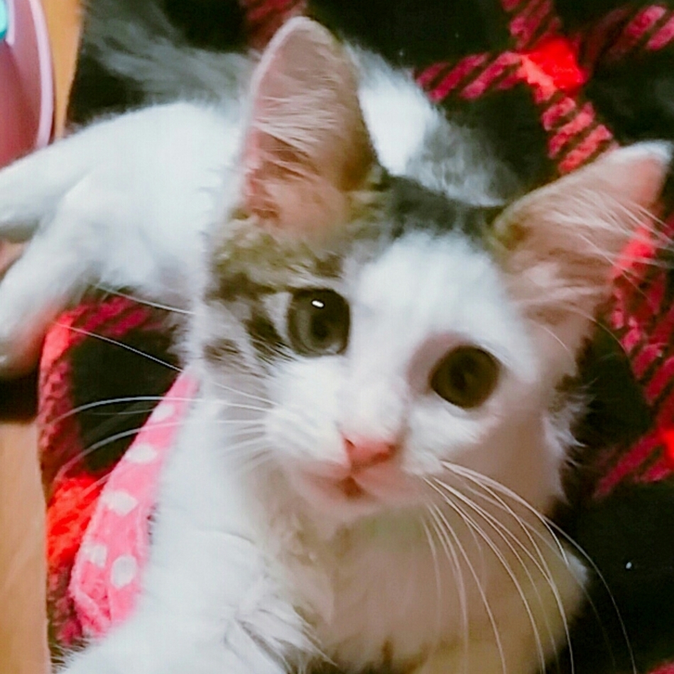 ラテのカバー写真