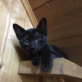 黒仔猫☆男の子