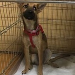 シェパMIX？お耳ダンボの宮古島犬♡