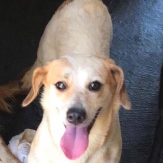 甘えたの女の子♪宮古島犬♡