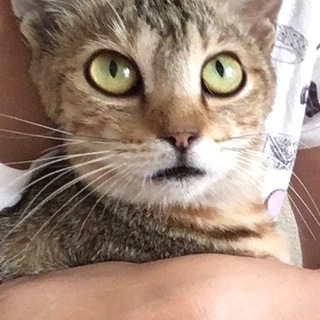 人馴れして抱っこ好きな甘えたの女の子