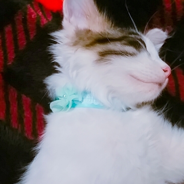 手作り首輪のレッスンもはじめました(^-^)