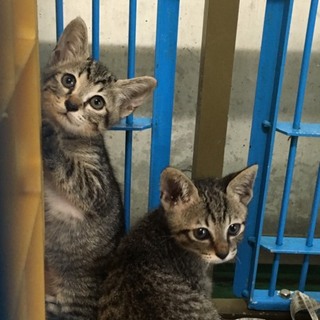 兄弟二匹☆素敵な家族ができました！