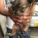 パパ チワワ×ママチワワ から 産まれた子です