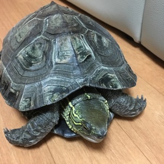 ゼニガメの里親募集！