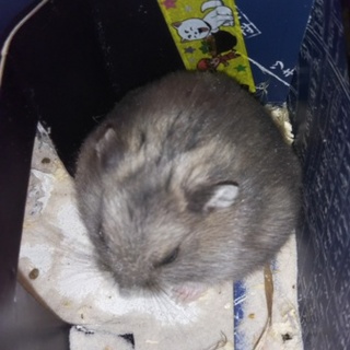 シャンガリアンハムスター7/30産まれました