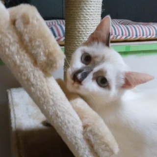 ブルーアイ❤白黒ブチ❤男の子　8ヵ月