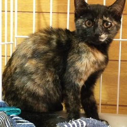 9月16日(土)に、愛知県豊川市で猫のる譲渡会！