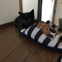 黒猫 生後2ヶ月 オス