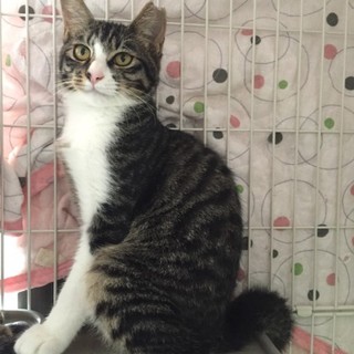 ４ヵ月位のサバ白男の子