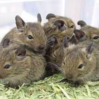 ノーマルデグー  女の子５匹います！