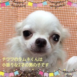 非営利動物保護団体ととのん『ととのんハウス』毎日譲渡会