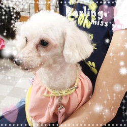 非営利動物保護団体ととのん『ととのんハウス』毎日譲渡会 サムネイル3