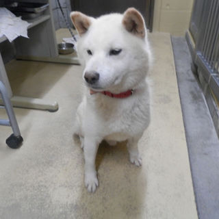 有難うございました