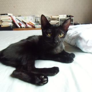 人なつこい寄り添い黒猫ちゃん