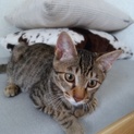 キジ猫　シンバ♪