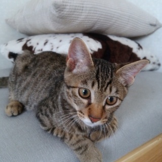 キジ猫　シンバ♪