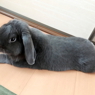 3歳のホーランドロップイヤーです！