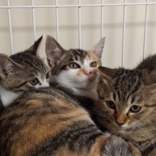 幸せ運ぶ♡三姉妹