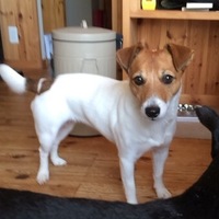 サム（サマンサ）