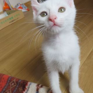 甘ったれです☆ロッシ君