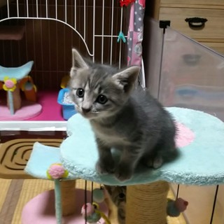 サバトラ、生後１ヶ月の可愛い女の子です♪