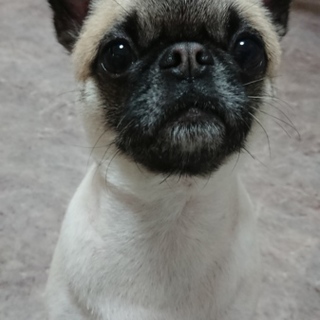 4歳半おすパグMIX