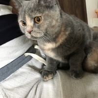 ユズ