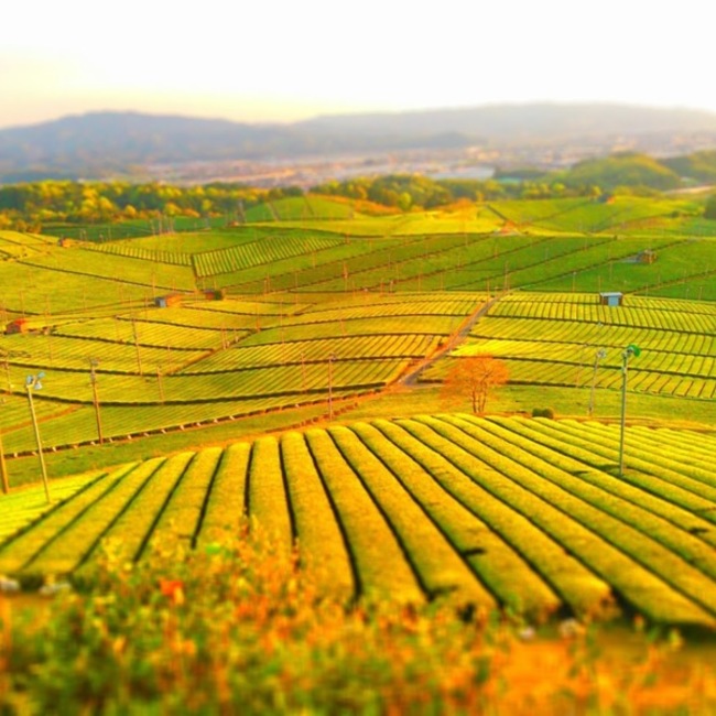 しちほうのカバー写真