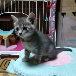 サバトラ、生後１ヶ月の可愛い女の子です♪