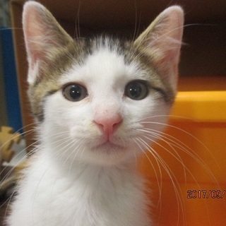 きのこキャミリ―の仔猫です・・・ズラのしめじくん