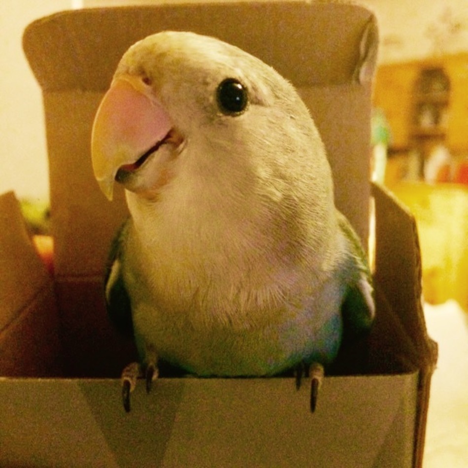 プーちゃんのカバー写真